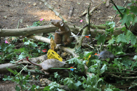 Bogenjagd034